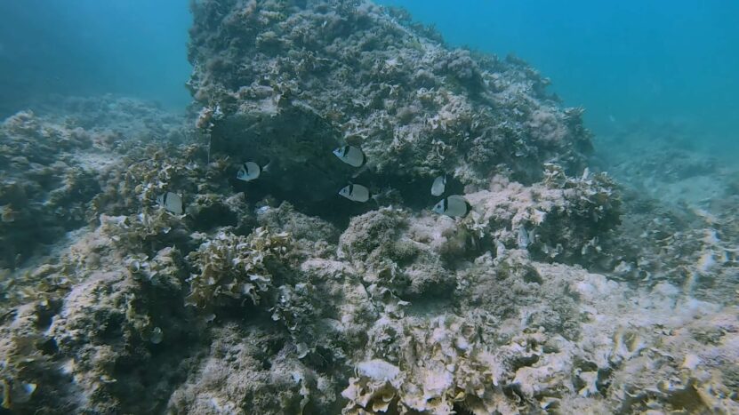 Wildlife during snorkeling in Menorca